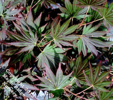 Acer shirasawanum 'Johin' - mapleridgenursery